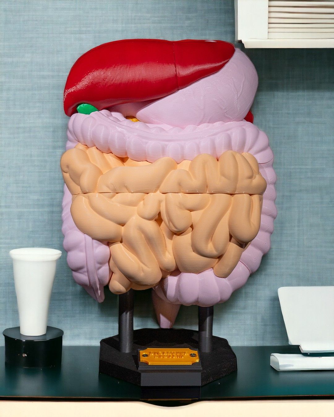 Digestive System Anatomical Model
