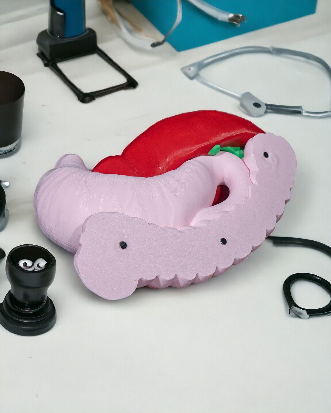 Digestive System Anatomical Model