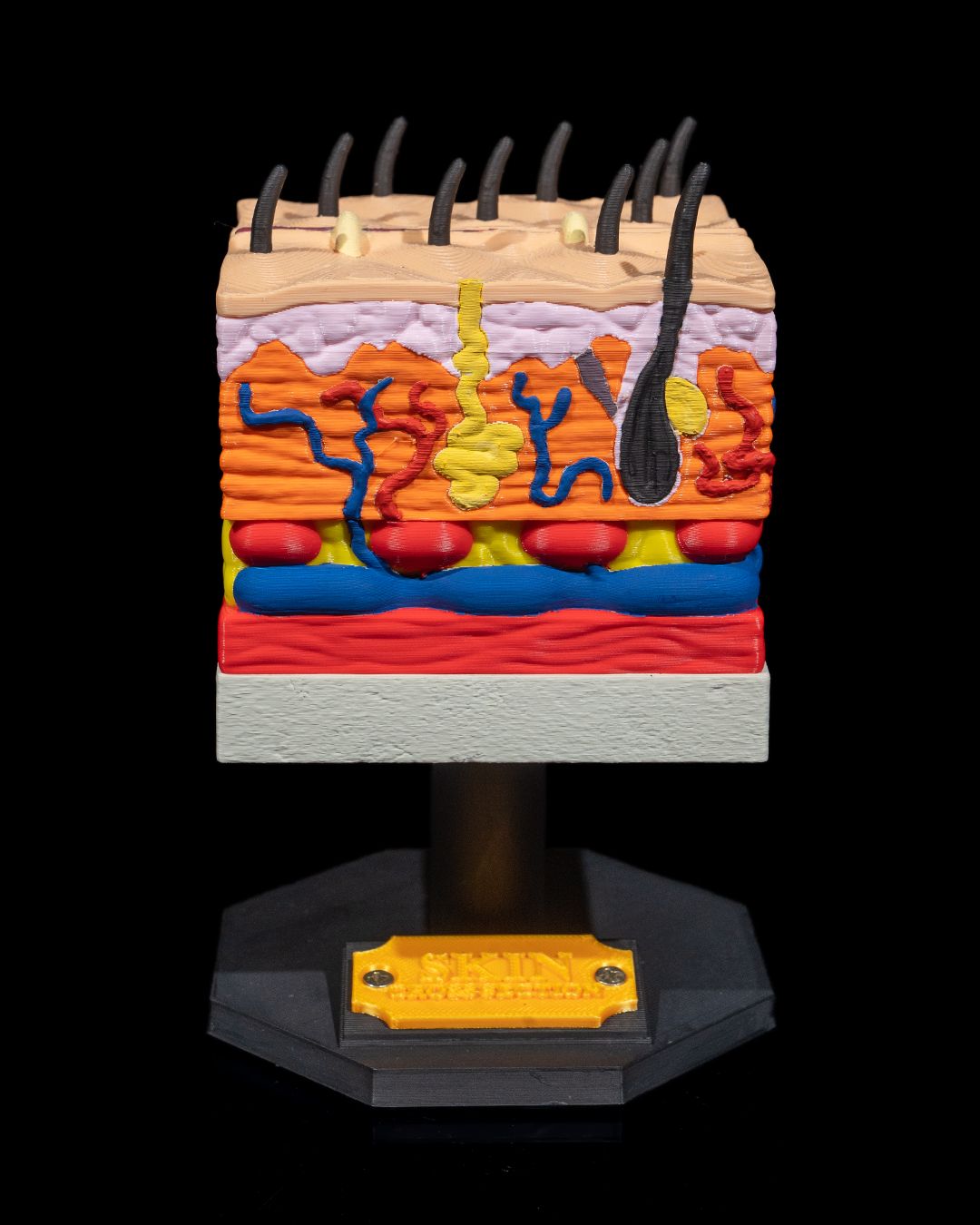 Skin Cross Section