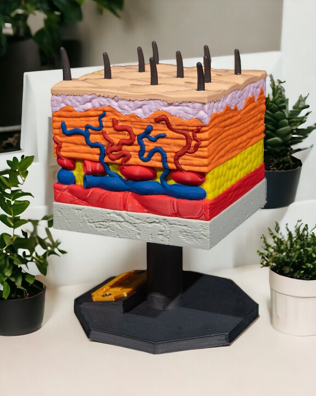 Skin Cross Section