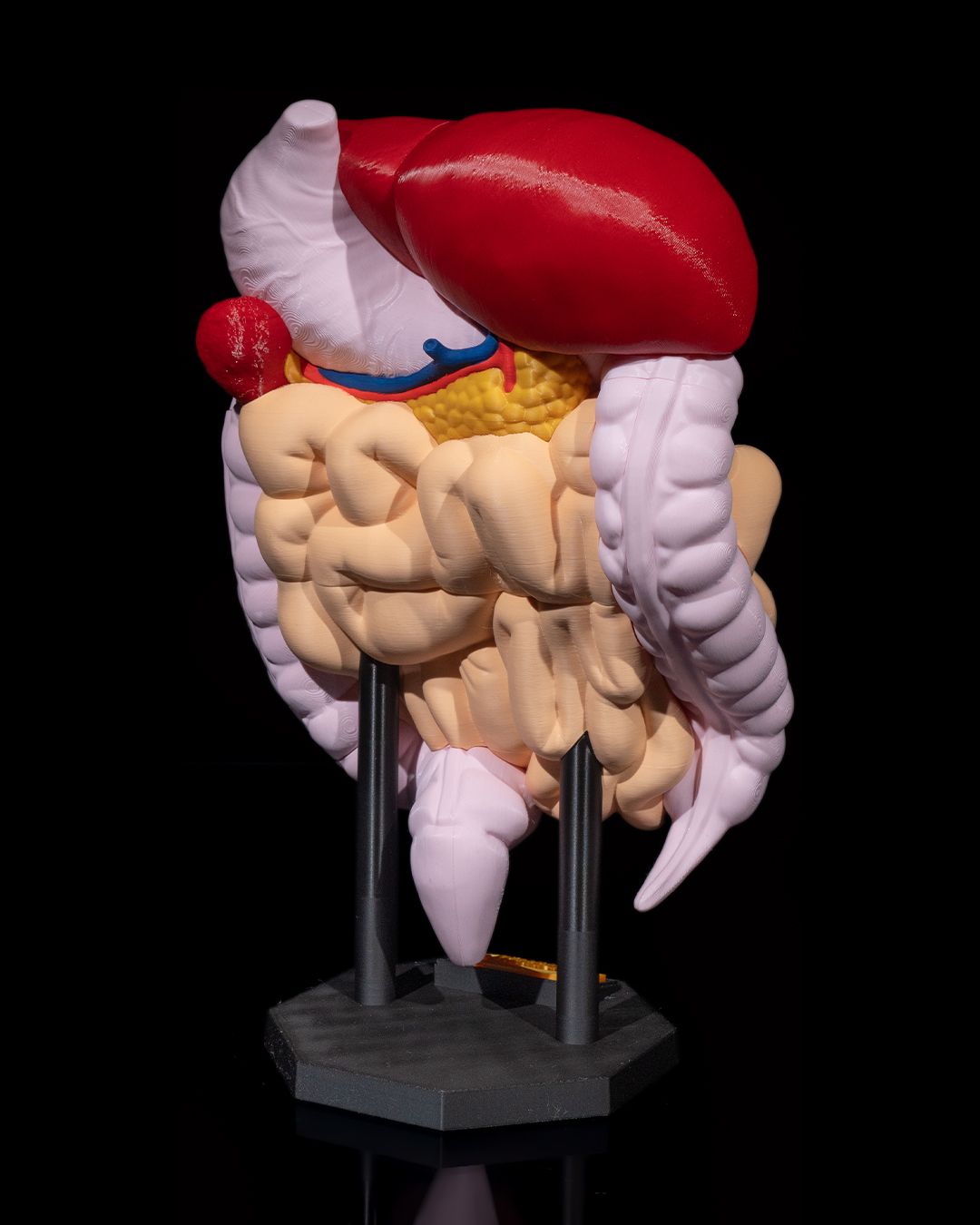 Digestive System Anatomical Model