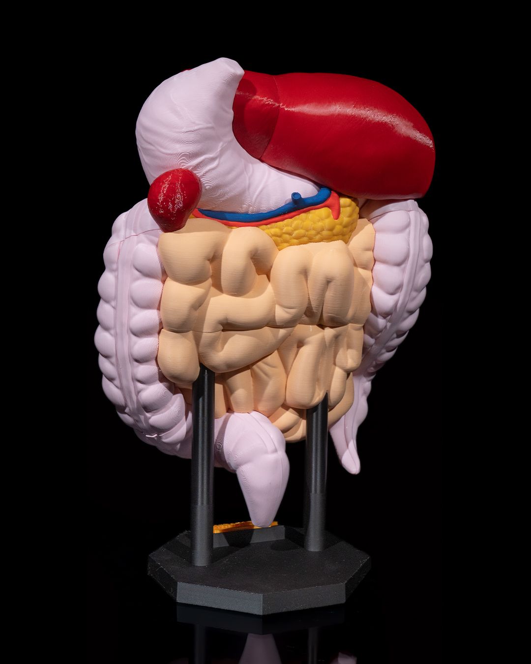 Digestive System Anatomical Model