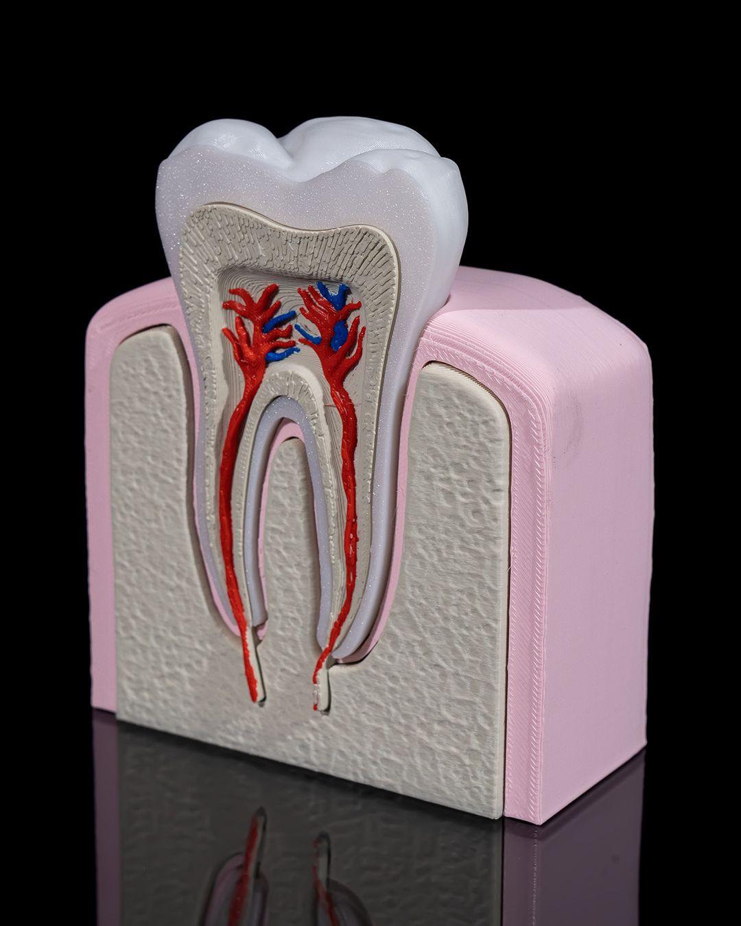 Healthy Premolar Tooth