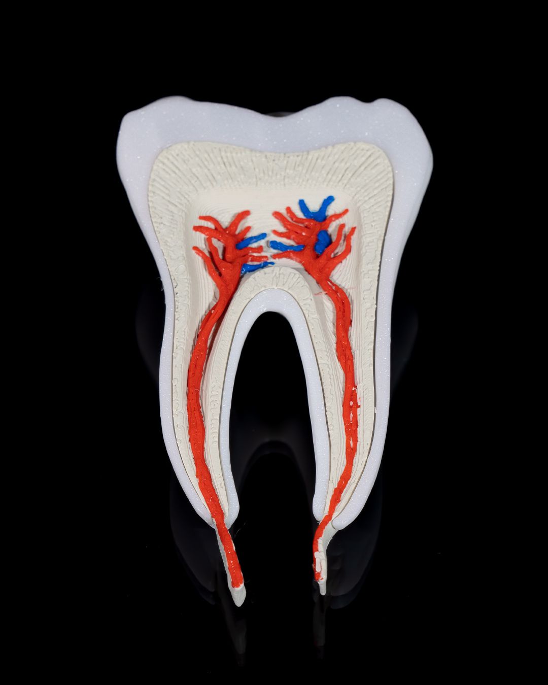 Healthy Premolar Tooth