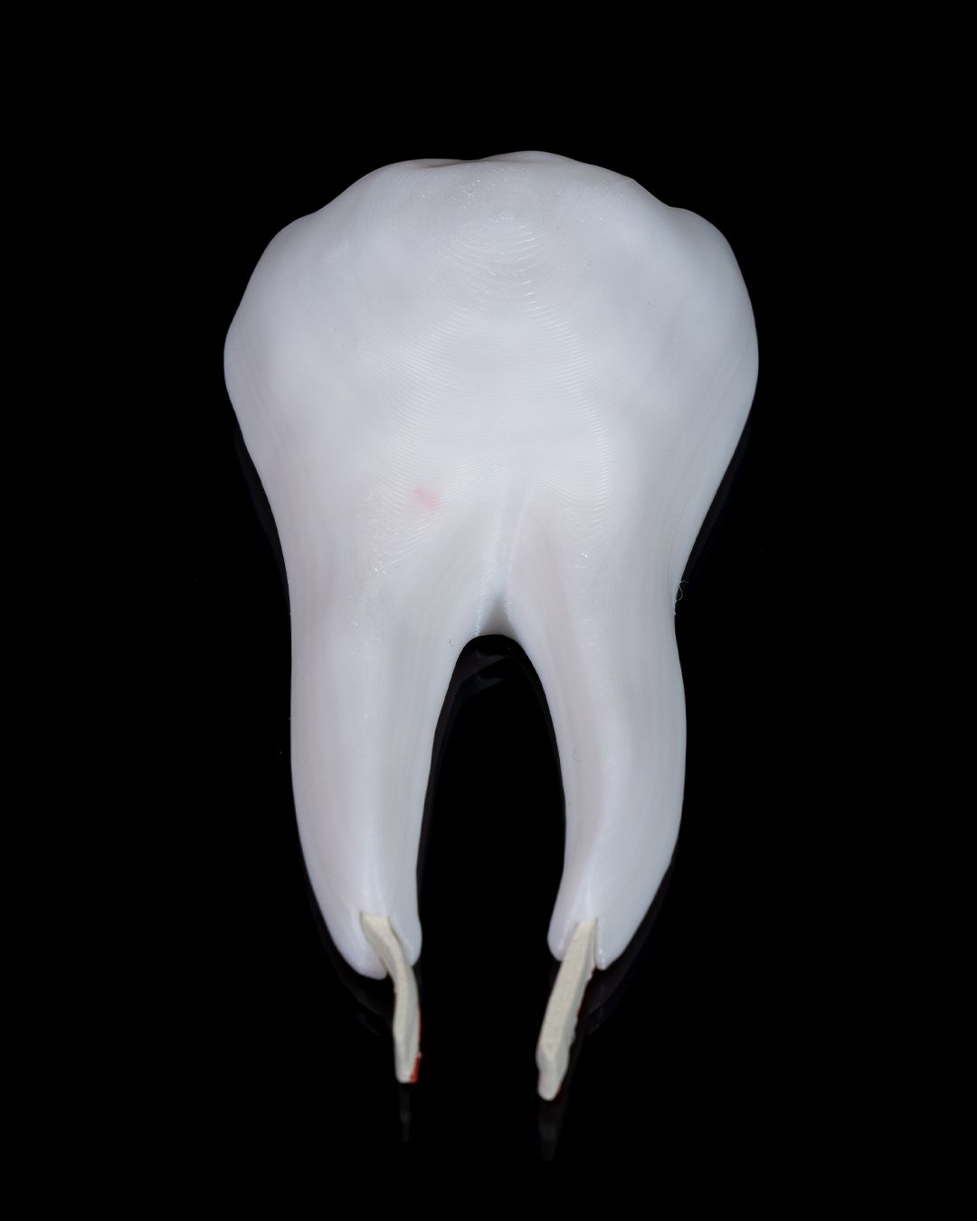 Healthy Premolar Tooth