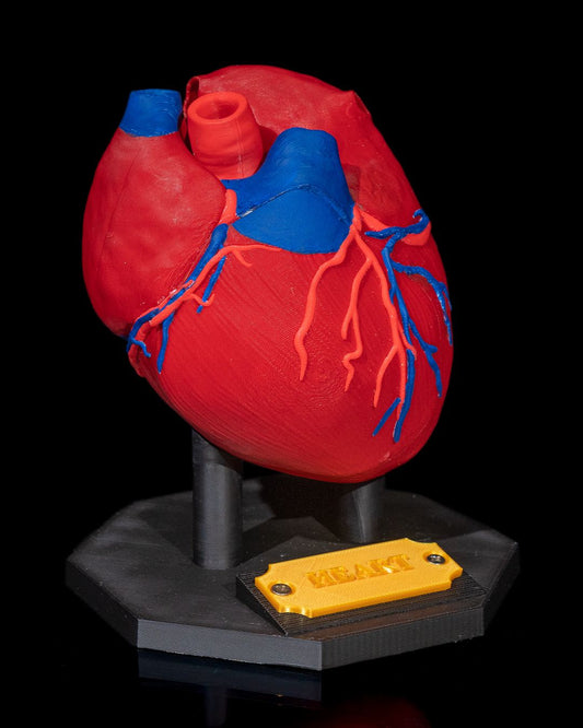 Heart Anatomical Model