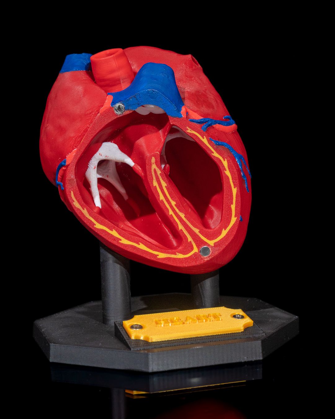 Heart Anatomical Model