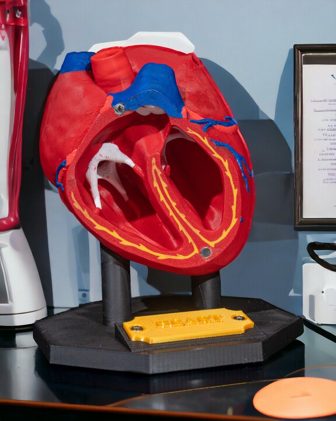 Heart Anatomical Model