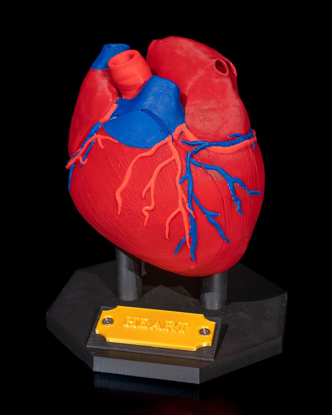 Heart Anatomical Model