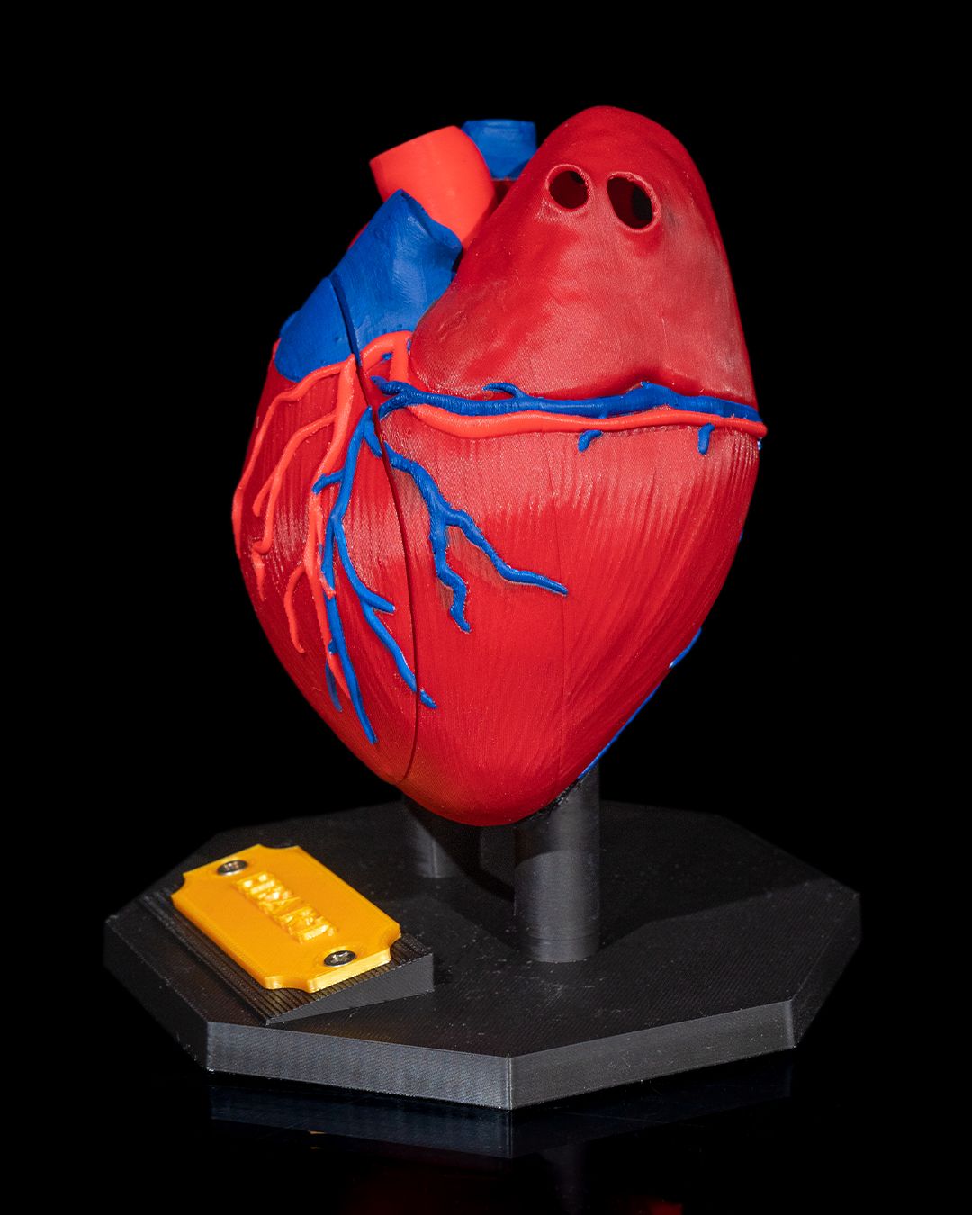 Heart Anatomical Model