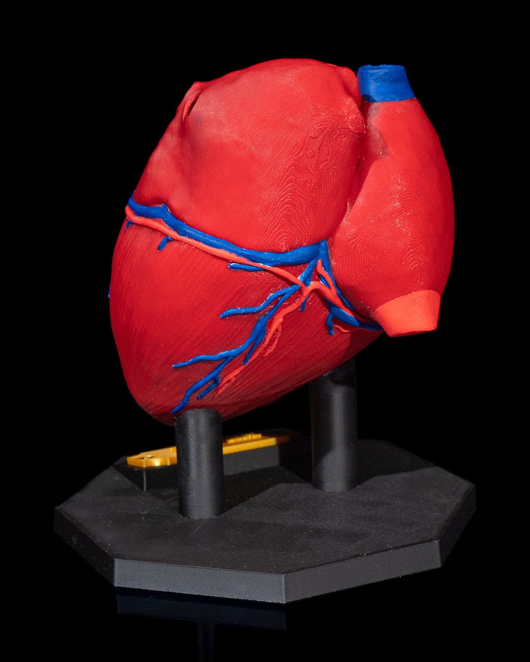 Heart Anatomical Model