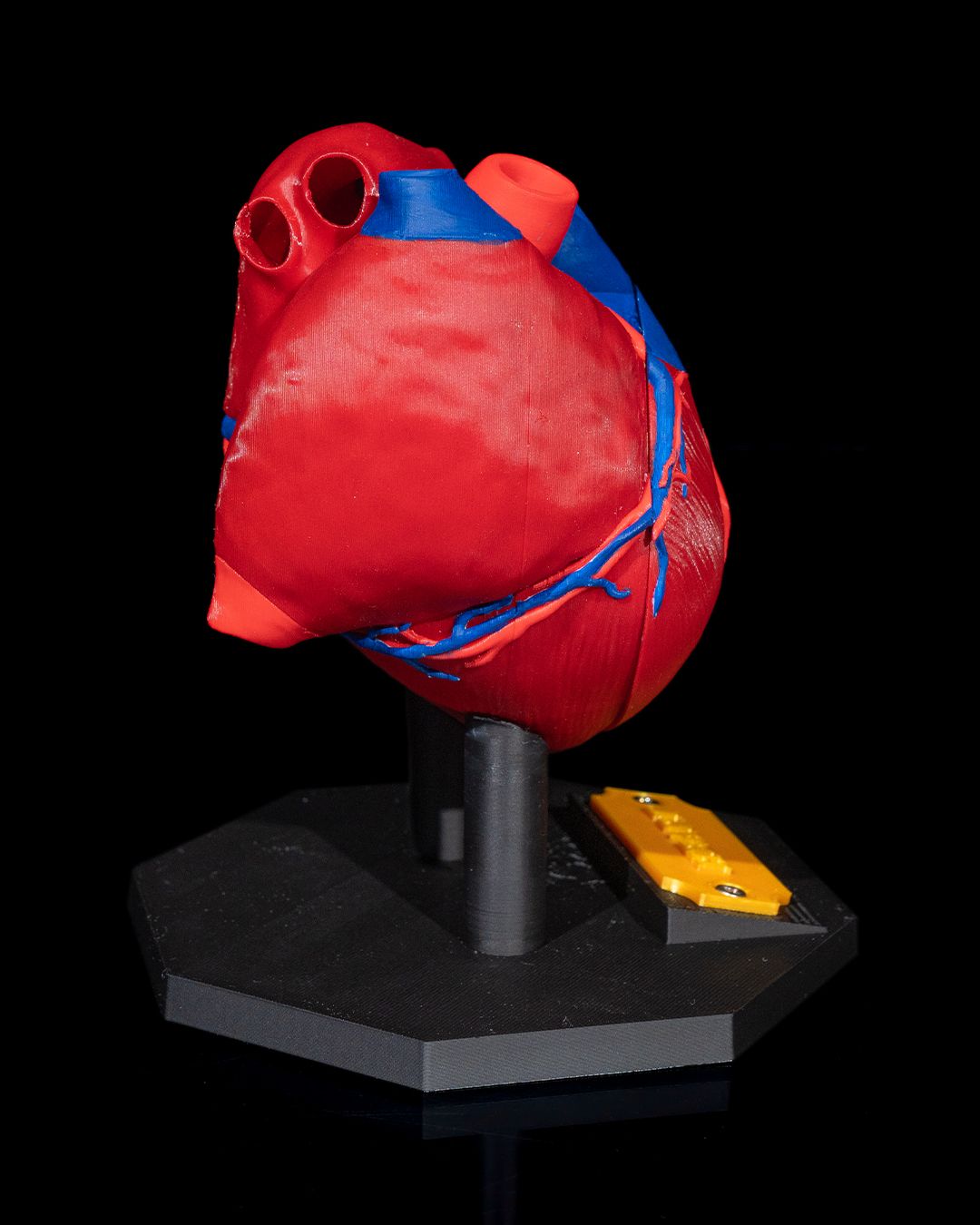 Heart Anatomical Model