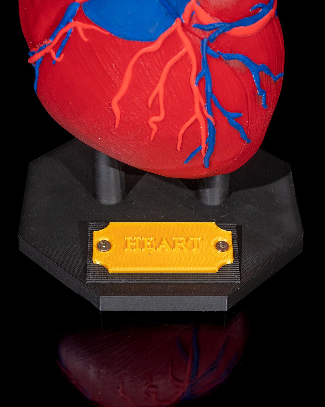 Heart Anatomical Model