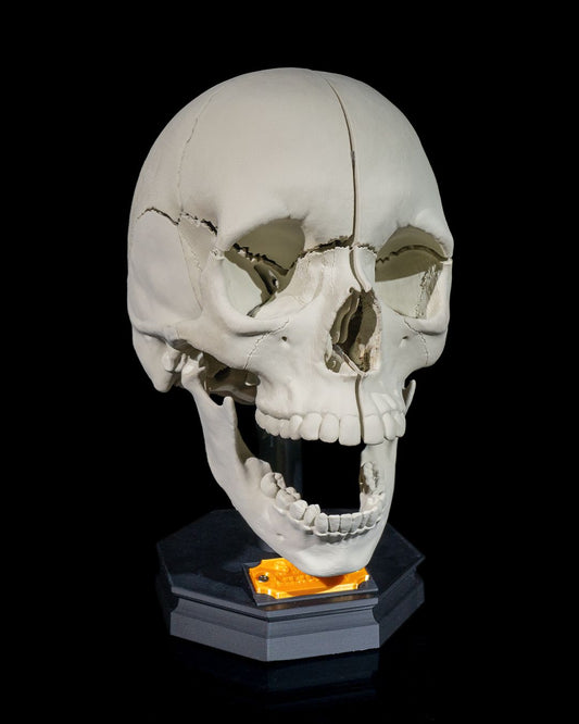 Human Adult Skull