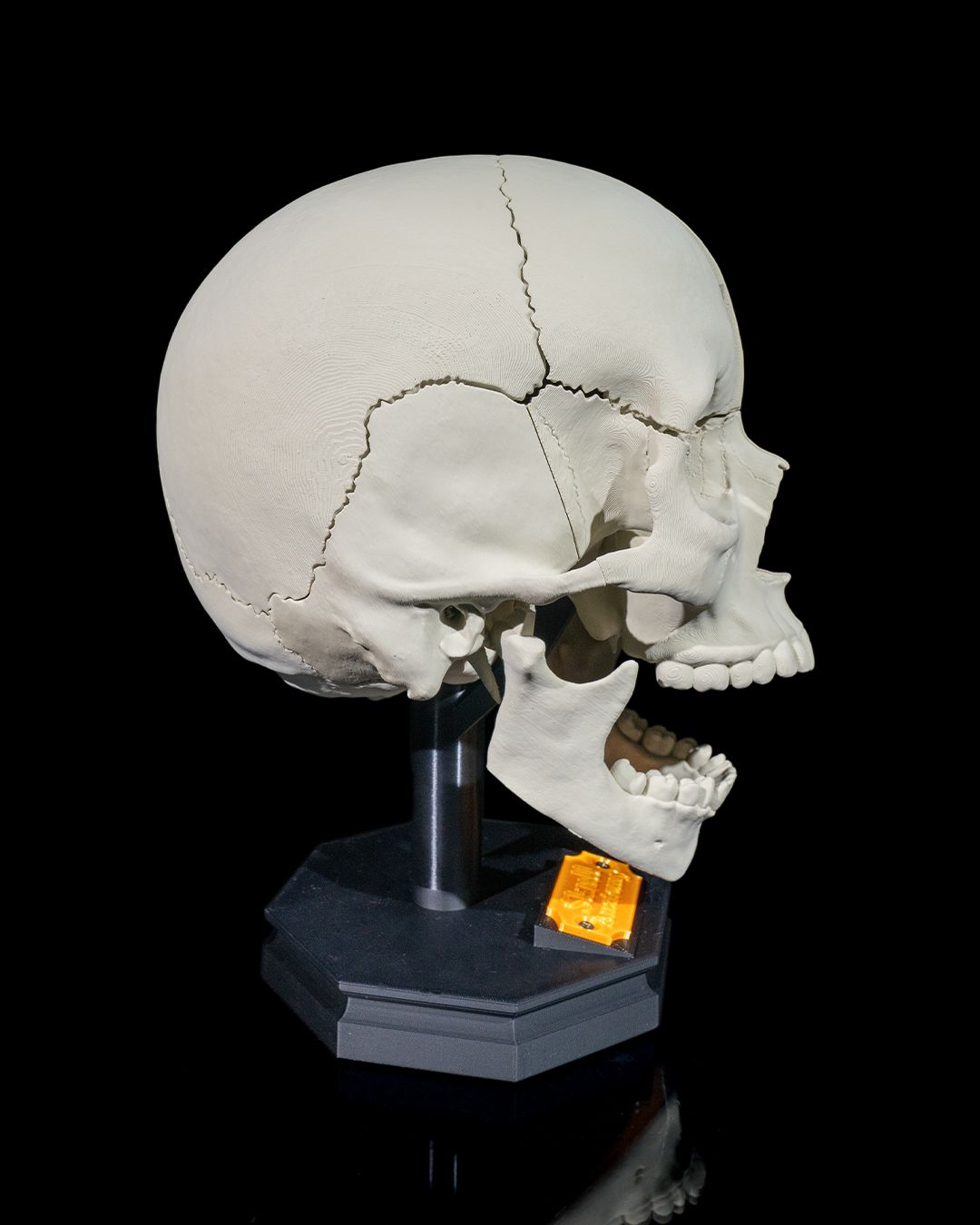 Human Adult Skull