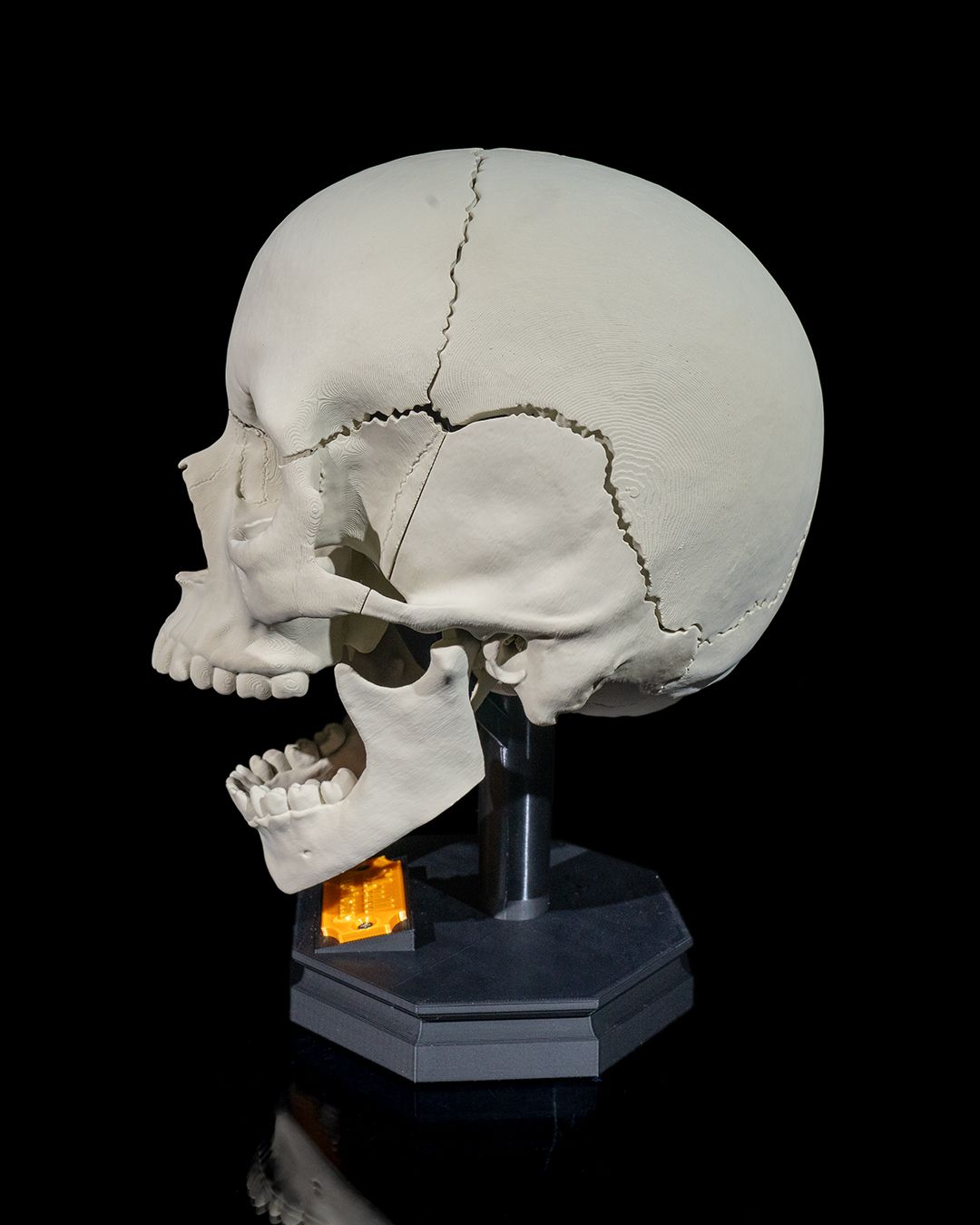 Human Adult Skull