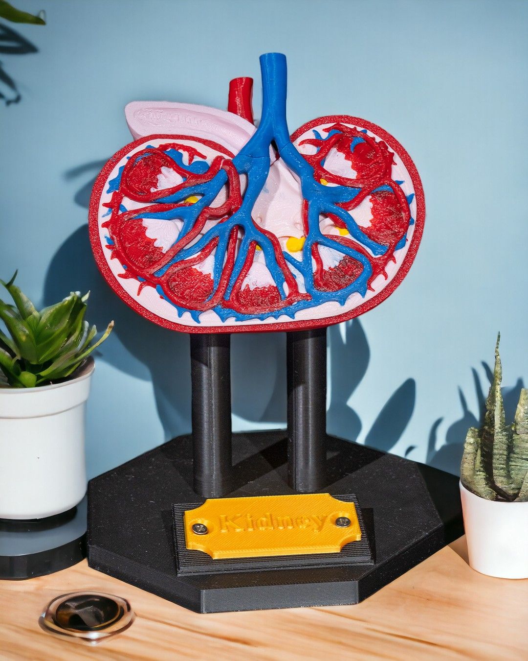 Kidney Anatomical Model