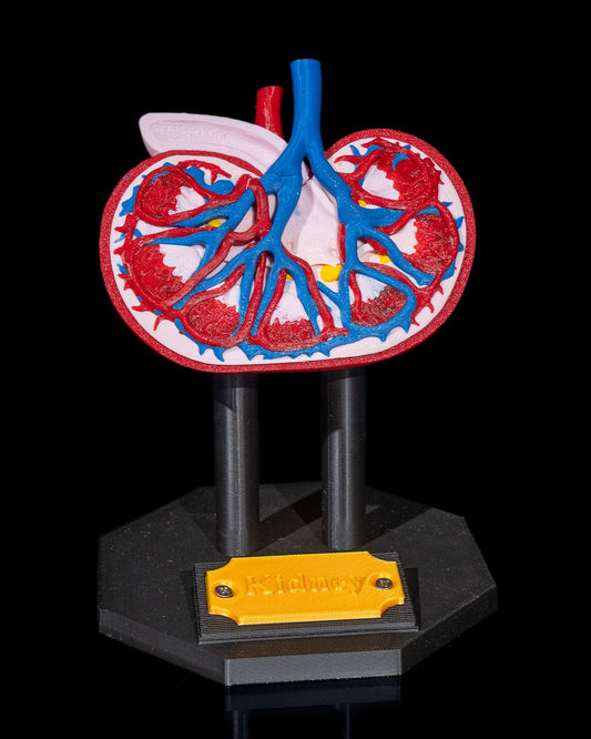 Kidney Anatomical Model