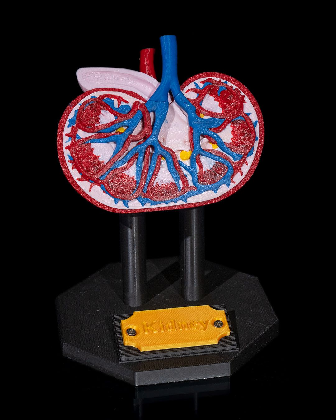 Kidney Anatomical Model