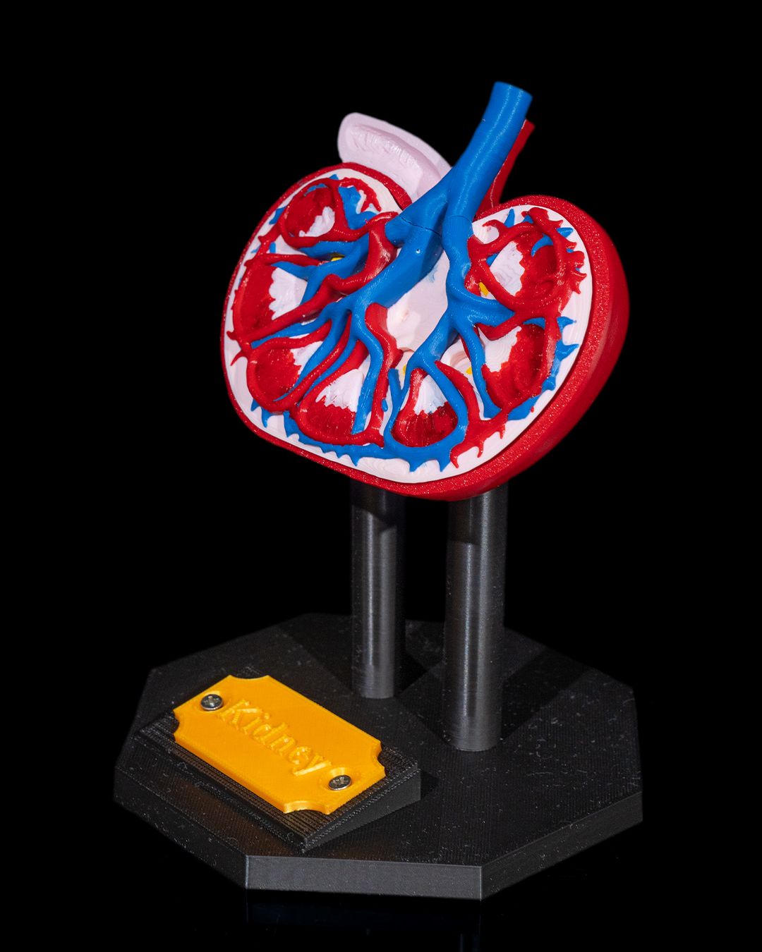 Kidney Anatomical Model