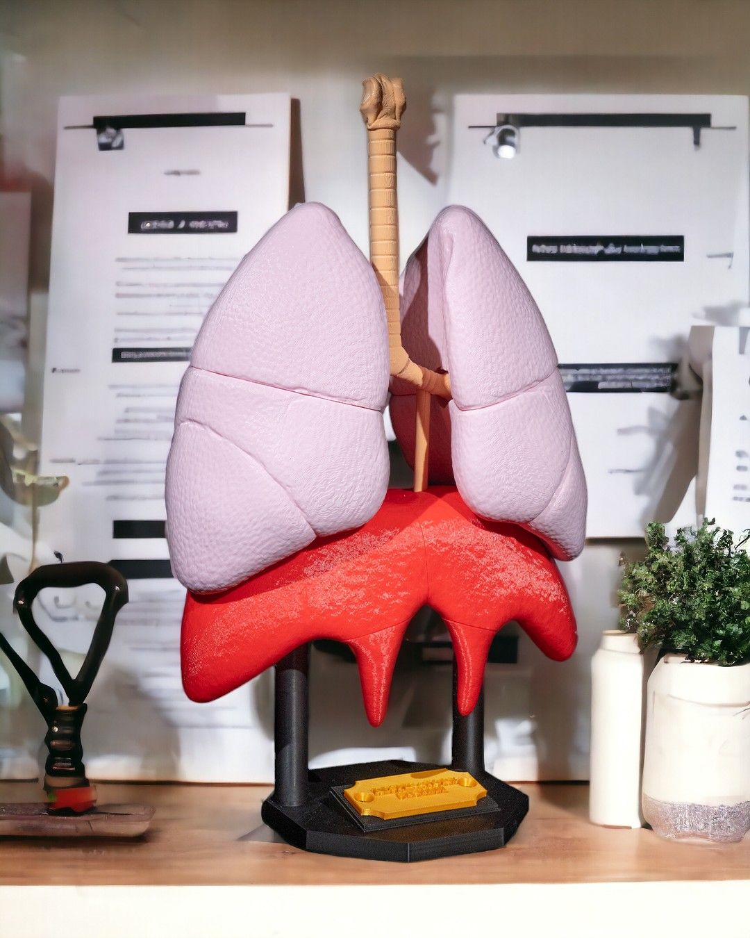 Lung Anatomical Model