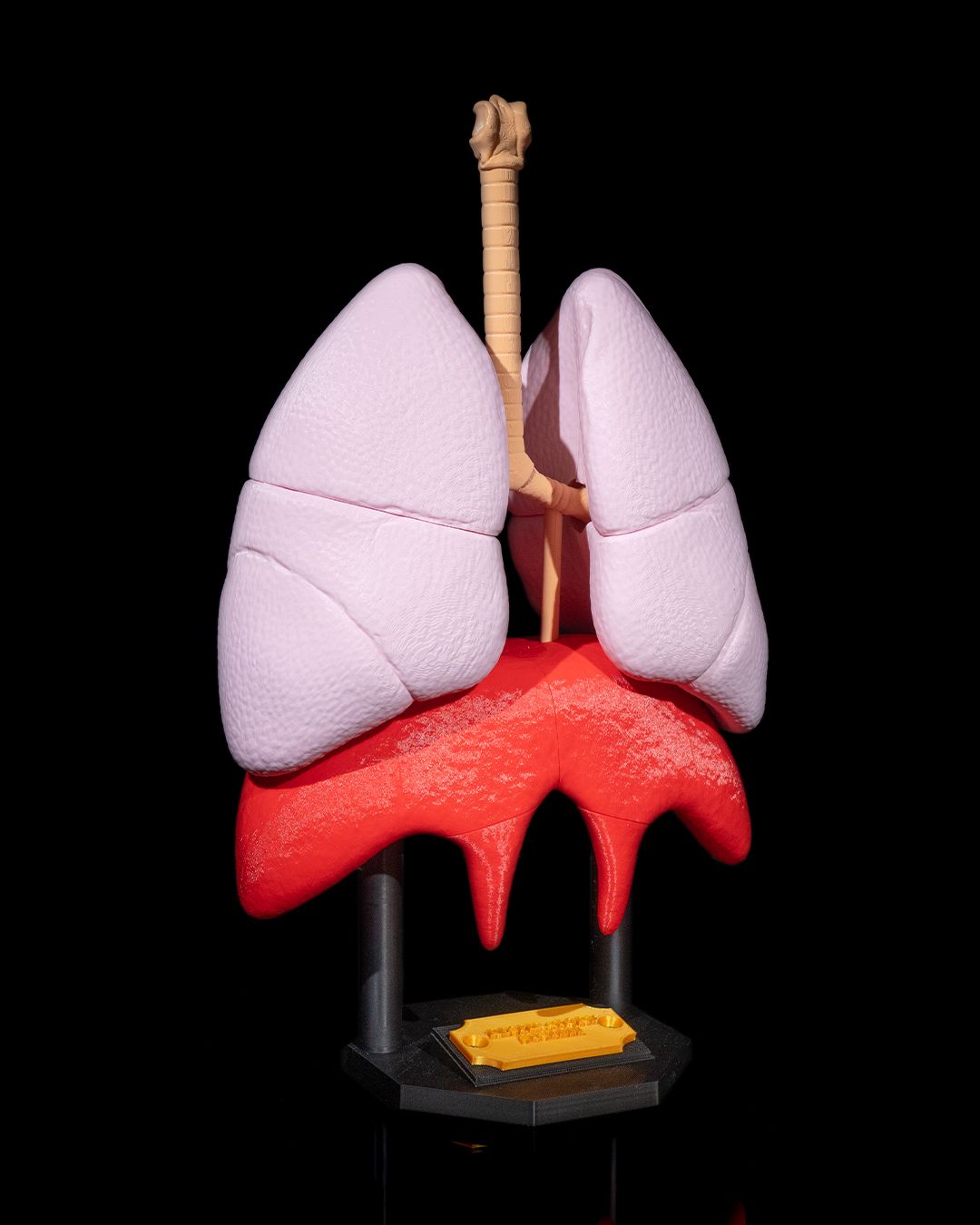 Lung Anatomical Model