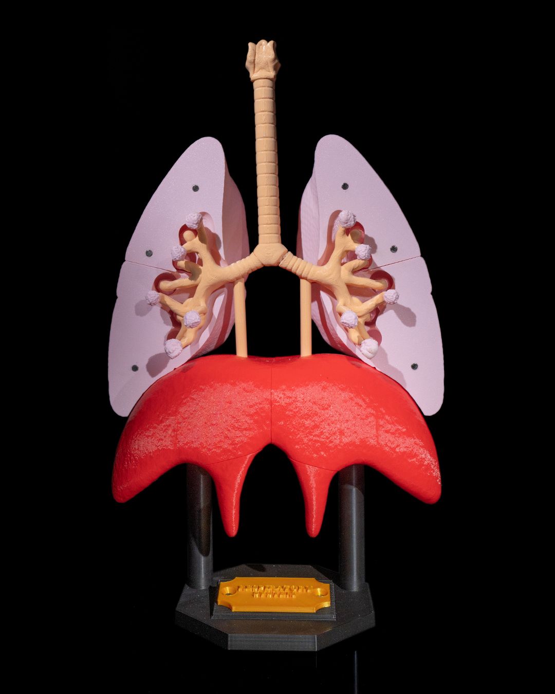 Lung Anatomical Model