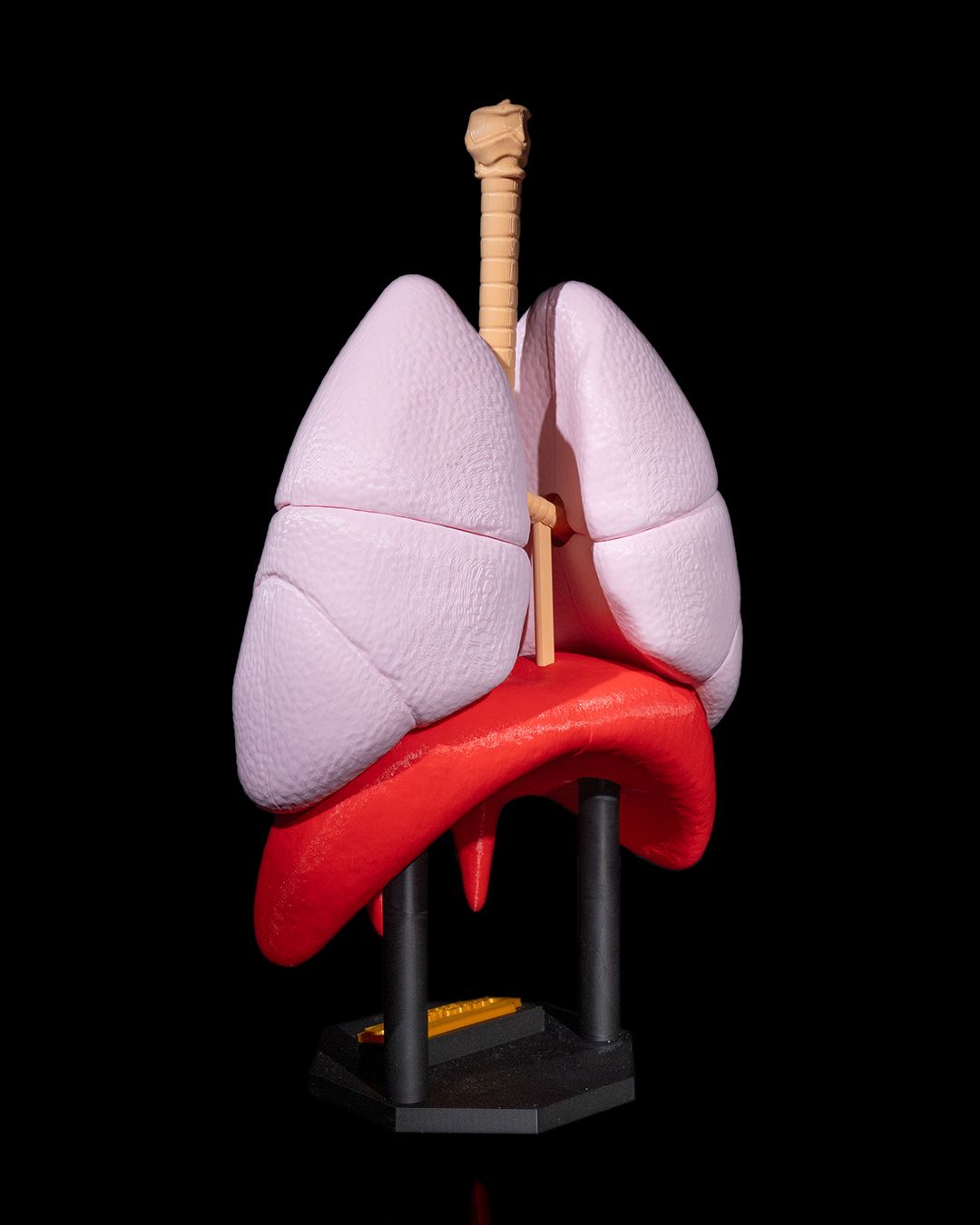 Lung Anatomical Model