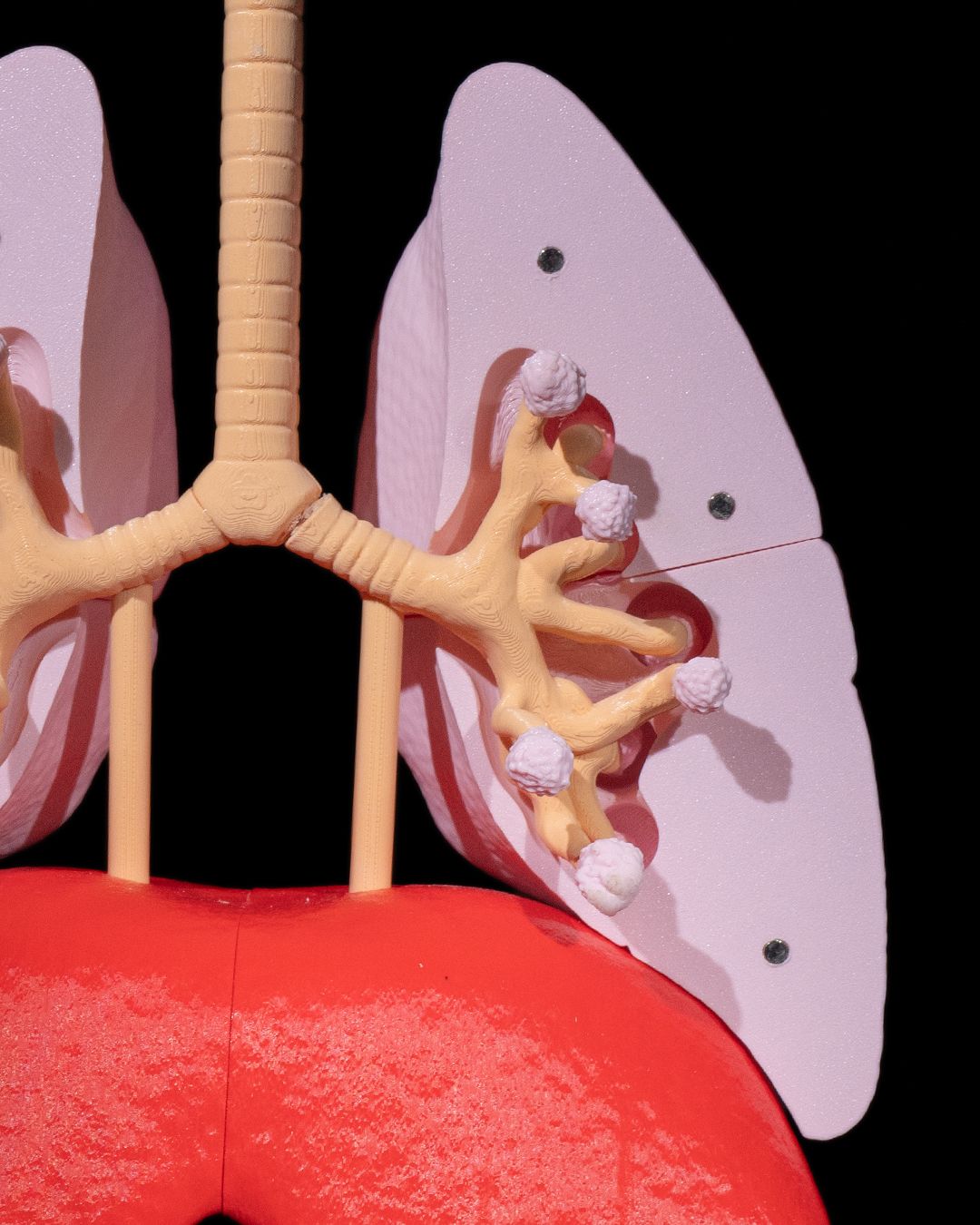 Lung Anatomical Model