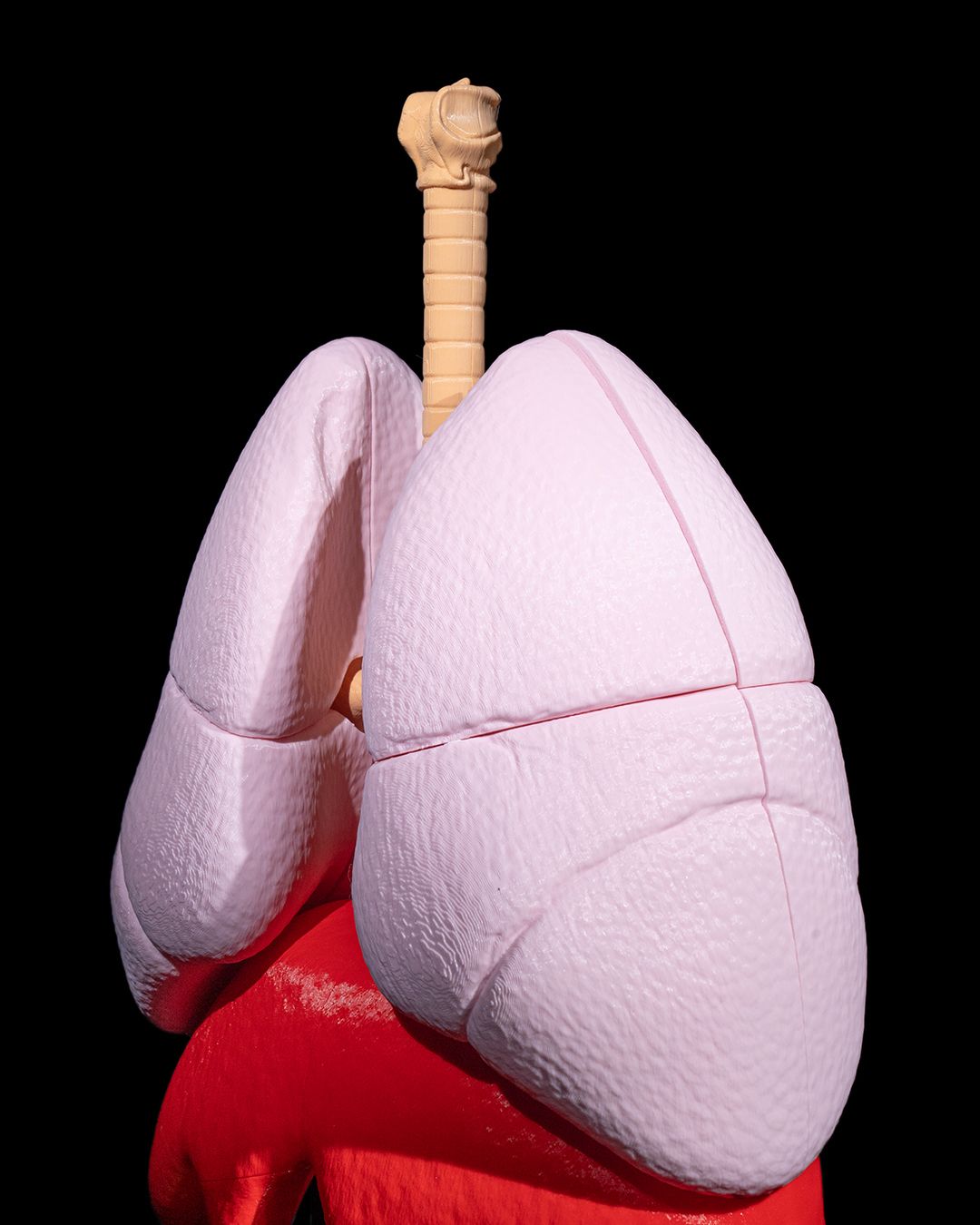 Lung Anatomical Model