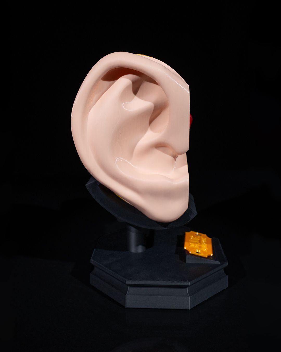 Outer and Inner Ear