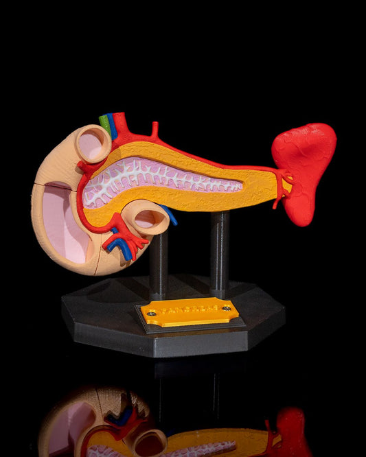 Pancreas Anatomical Model