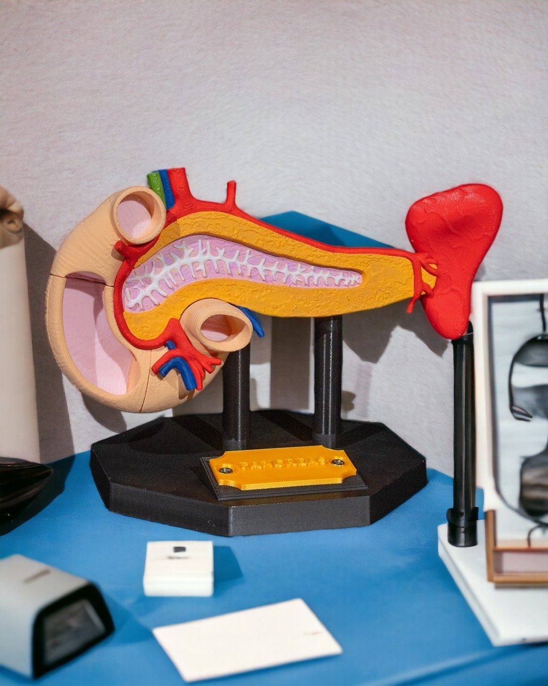 Pancreas Anatomical Model