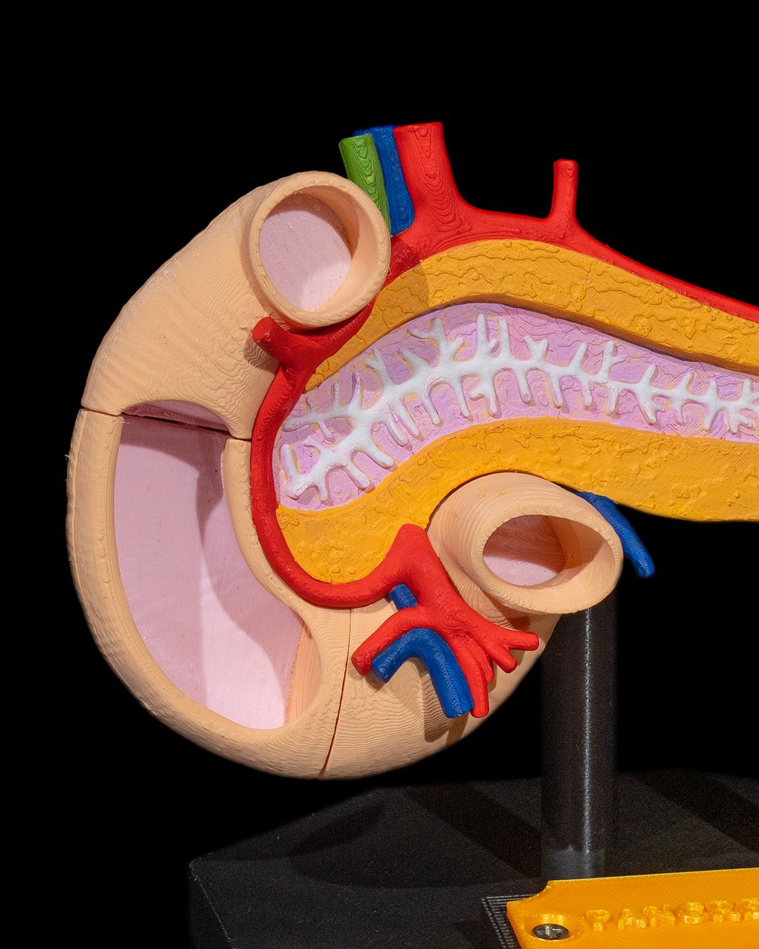 Pancreas Anatomical Model