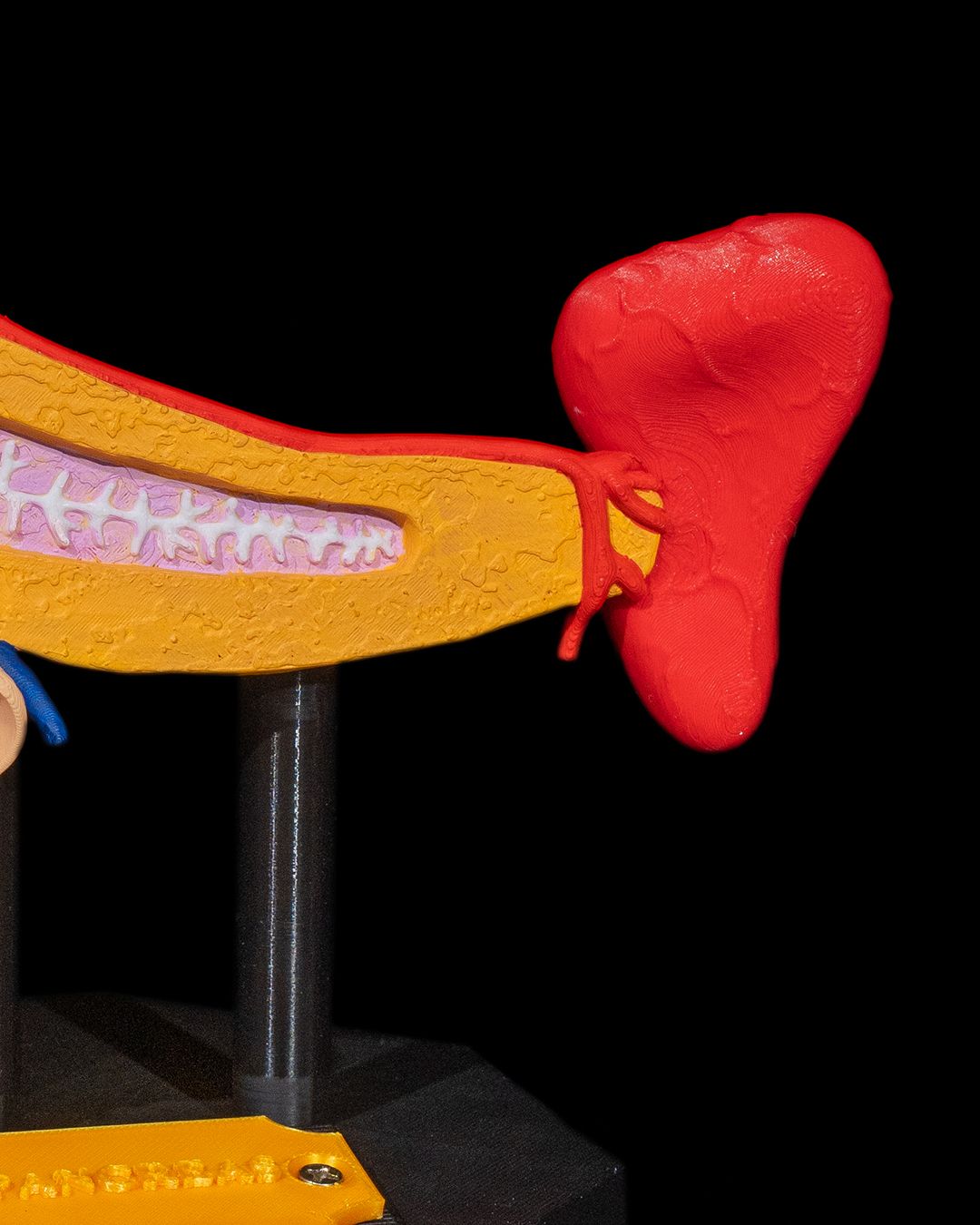 Pancreas Anatomical Model