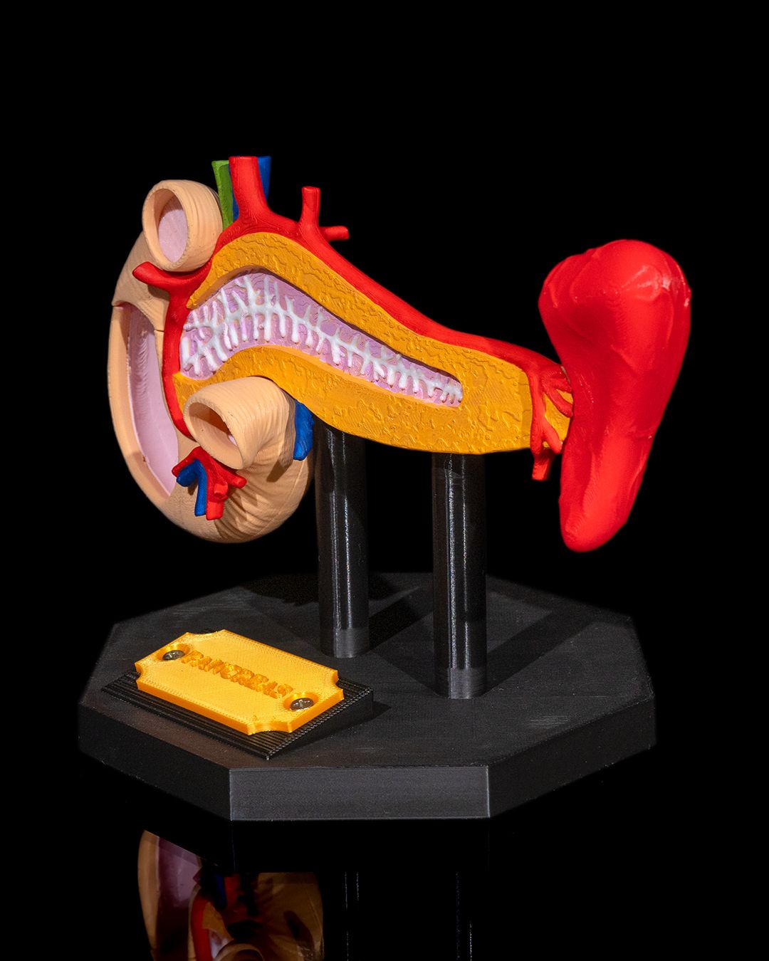 Pancreas Anatomical Model