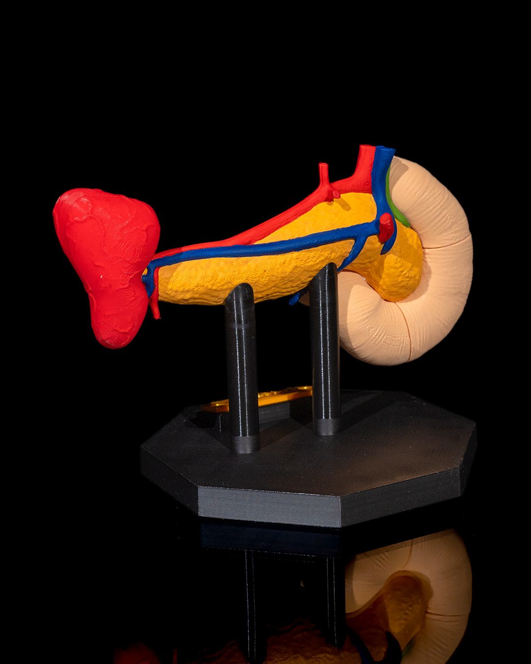 Pancreas Anatomical Model