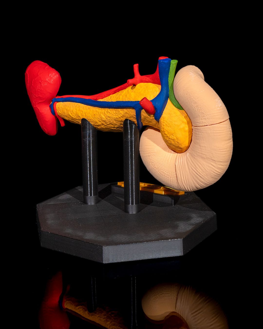 Pancreas Anatomical Model