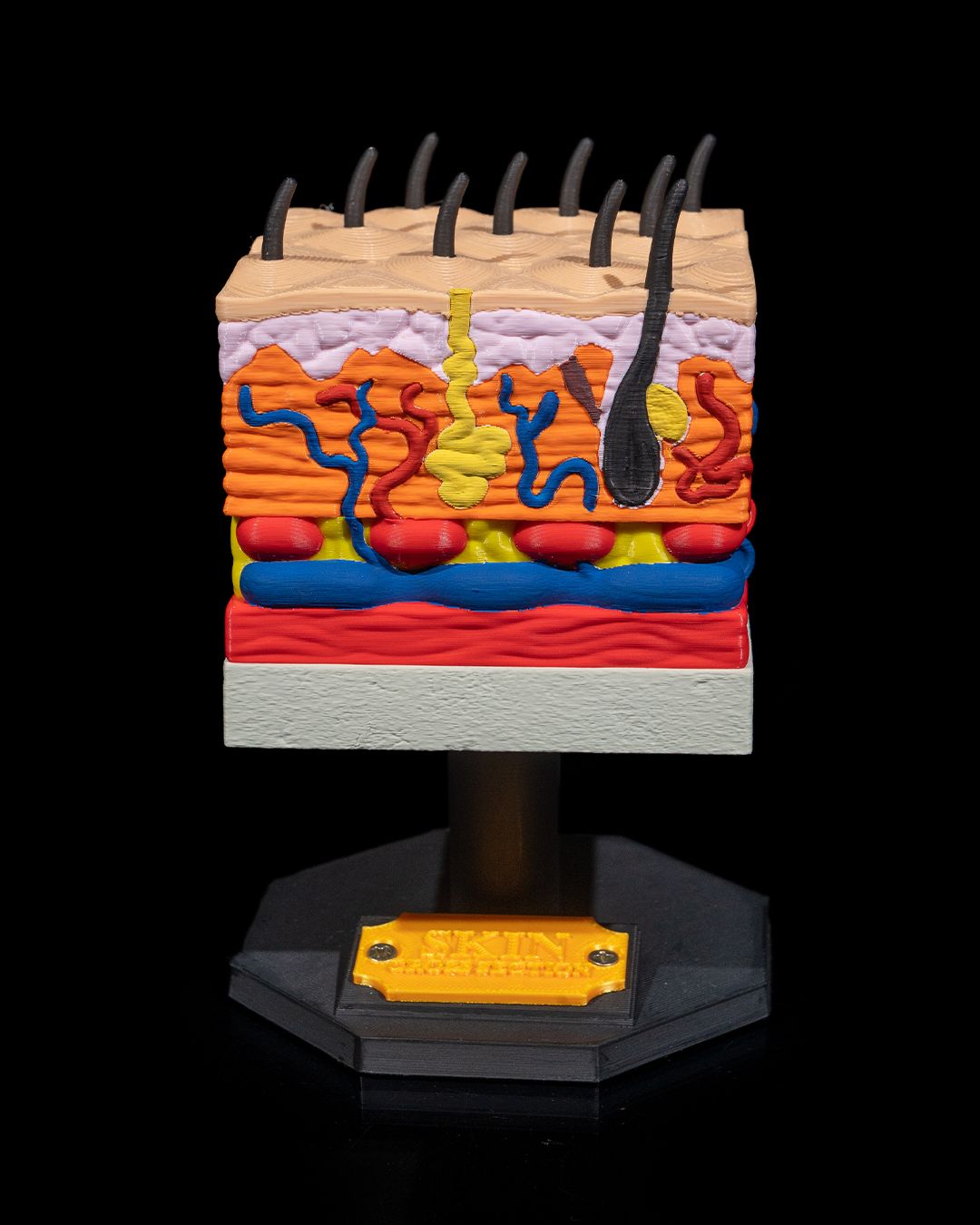 Skin Cross Section