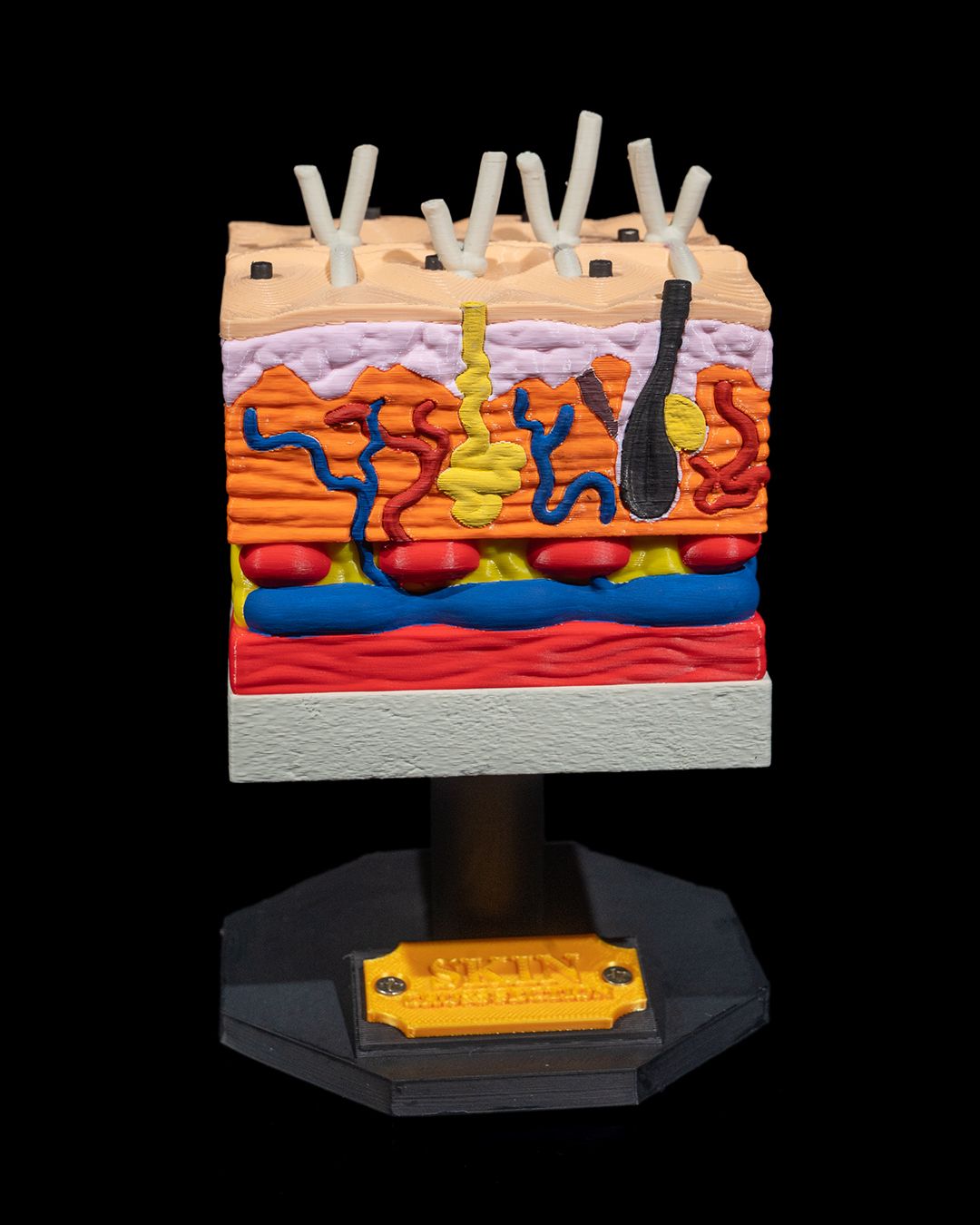 Skin Cross Section