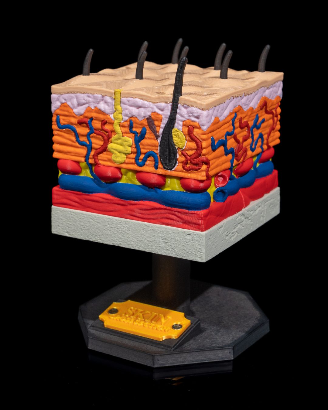 Skin Cross Section