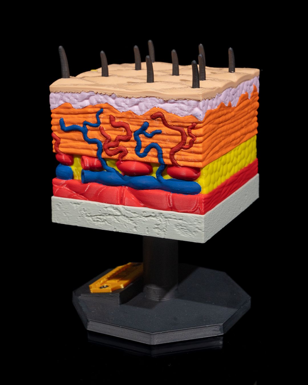 Skin Cross Section