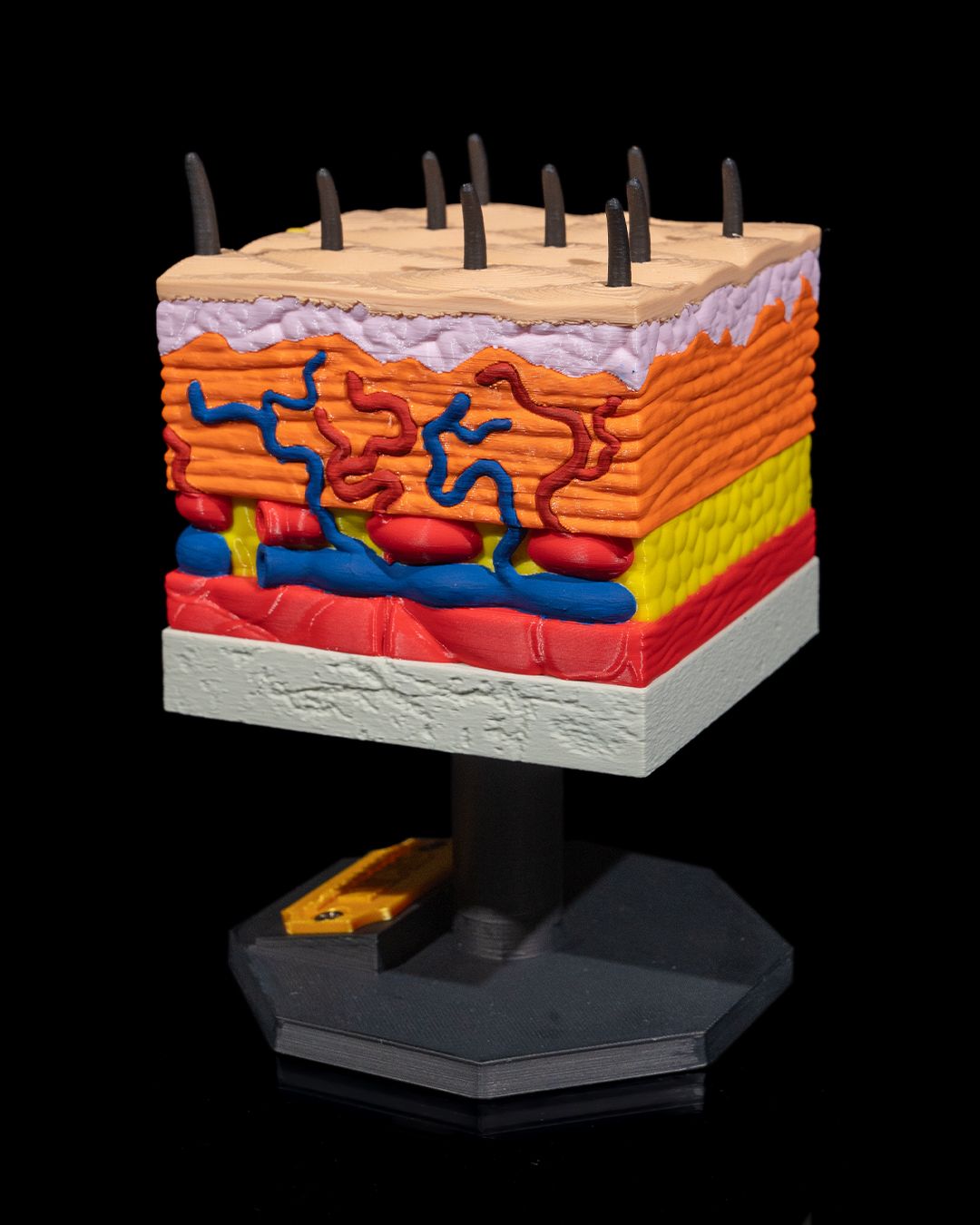 Skin Cross Section