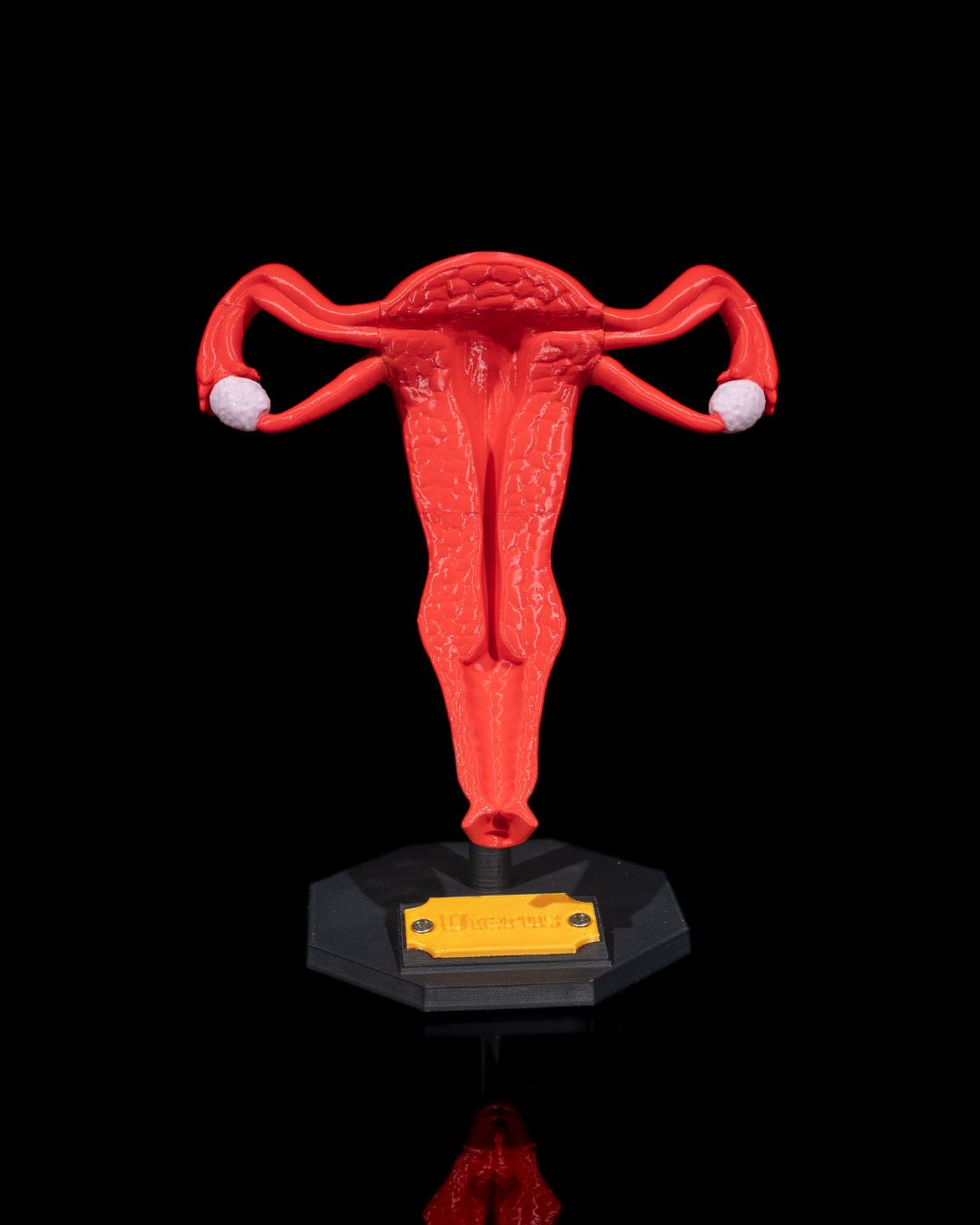 Uterus